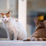 La importancia de las colonias de gatos